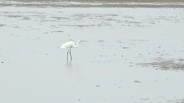 Egret catching prey on muddy tidal flat beach wildlife nature 대한민국 한국 새 백로 왜가리 갯벌 진흙 해변 바다 바닷가 사냥 먹이 활동 해안선 생태계 자연 환경 야생동물 조류 서해안 남해안 생물학 관찰 탐험 야외 풍경