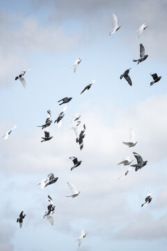 View of a flock of pigeons with white, black, and grey feathers flying against a bright blue sky with soft white clouds Windermere, England, United Kingdom.
