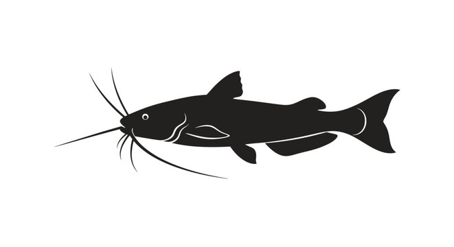 Black catfish swimming left with whiskers
