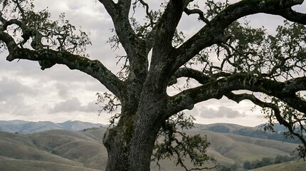 Fototapeta premium A majestic, ancient oak tree with sprawling branches dominates the foreground against a backdrop of rolling hills under a cloudy sky.