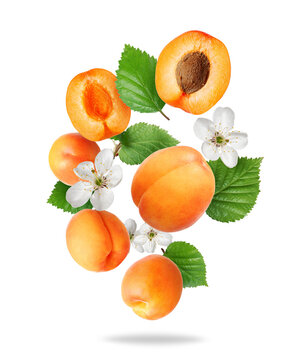 Fresh whole and sliced ​​apricots with leaves and flowers in the air, isolated on transparent background