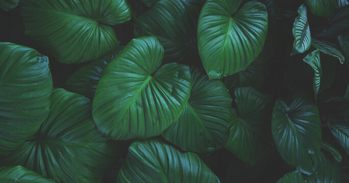 abstract tropical leaf textures on dark tone, natural green background.