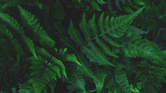 abstract tropical leaf textures on dark tone, natural green background.
