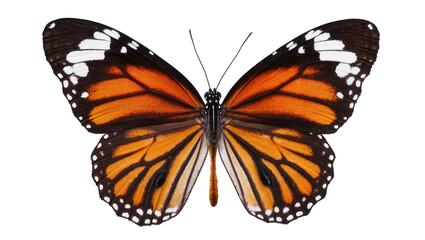 Monarch butterfly with orange black and white wings, isolated on transparent background © pixogram