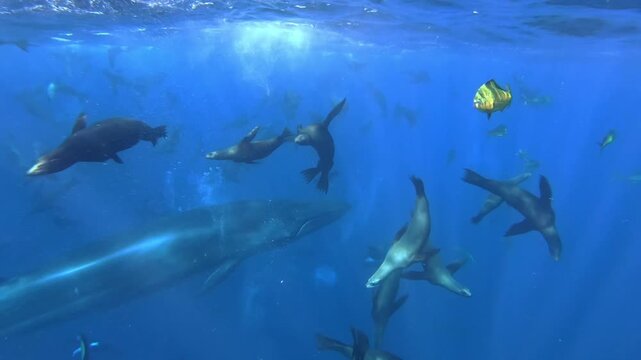 Cinematic 4K GoPro footage of a Bryde's whale feeding in a massive sardine bait ball, surrounded by hunting sea lions and mahi-mahi off the coast of Isla Magdalena, Baja California Sur.