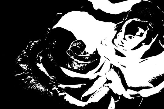 Abstrakte Rosenbl&uuml;ten im kontrastreichen Schwarz-Wei&szlig;-Stil, minimalistische Blumensilhouette