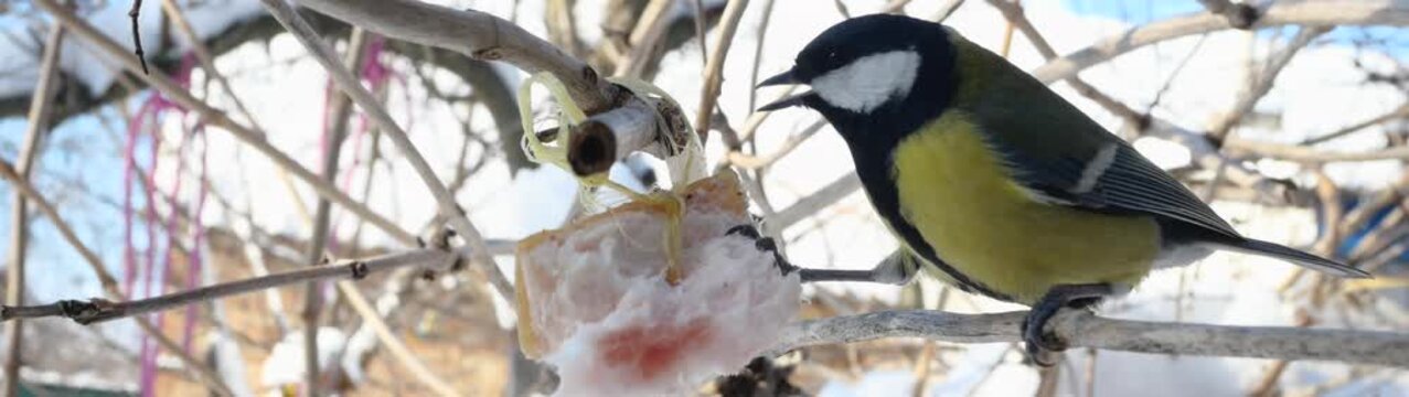 Great tit bird feeding on a piece of fat tied to a branch in natural winter environment.