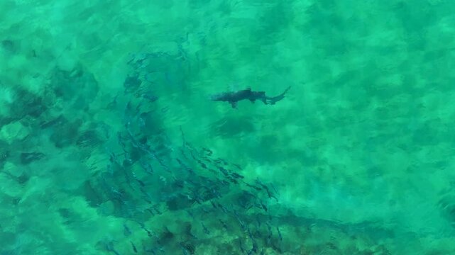Drone aerial landscape of shark animal species cruising through school of fish over rocky reef cove and sandy beach ocean floor at Shoalhaven coastline South Coast Australia marine wildlife tourism