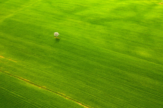 Aerial view of a lone tree centered in a vast green agricultural landscape representing nature and tourism exploration in the Orcia Valley, Pienza, Tuscany, Italy.