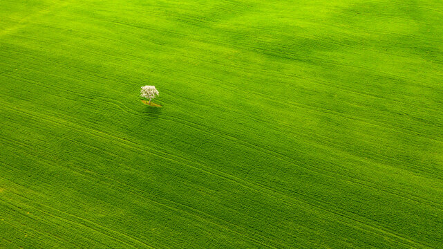 Single blooming tree stands in a vast green field providing natural copy space for travel, nature tourism, and summer adventure, Orcia Valley, Pienza, Tuscany, Italy.