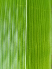 Fototapeta premium Extreme close up of green leaf texture with vertical lines background