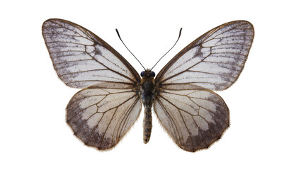 Delicate white and brown butterfly with intricate wing patterns, isolated on transparent background © pixogram