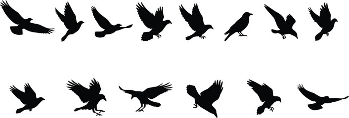 Obraz premium Flying bird silhouette collection, raven crow and blackbird poses set, wildlife vector illustration design