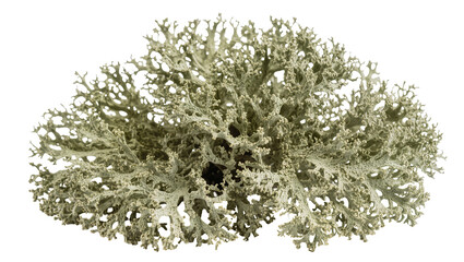 Delicate grey-green reindeer lichen bush, isolated on transparent background © Piotr