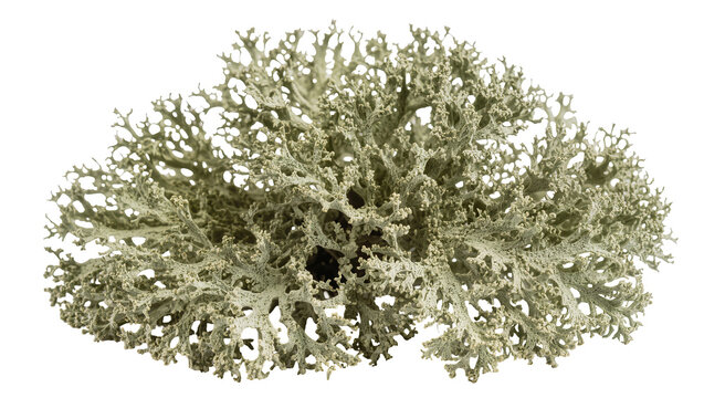 Delicate grey-green reindeer lichen bush, isolated on transparent background