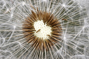 Fototapeta premium Macro shot of dandelion seed head, detailed view of white parachutes and brown seed stalks; close-up of a dandelion flower in seed stage.
