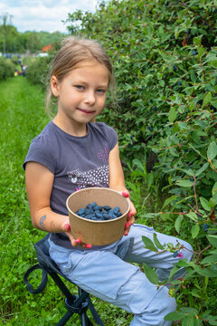 A young girl sits in an orchard holding a cardboard bowl filled with freshly harvested blue honeyberries next to a bush.
