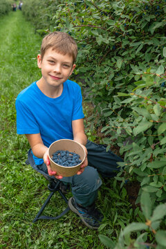 A boy in a blue shirt sits in a garden holding a paper bowl filled with fresh honeyberries harvested from bushes.