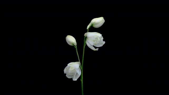 Timelapse of blooming white delphinium flower on black background.