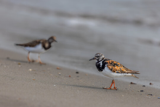 Ruddy turnstone (Arenaria interpres) searching for food on the beach in the Camargue, France.