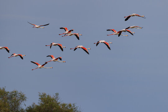 Greater flamingos (Phoenicopterus roseus) flying over a lagoon in the Camargue, France.