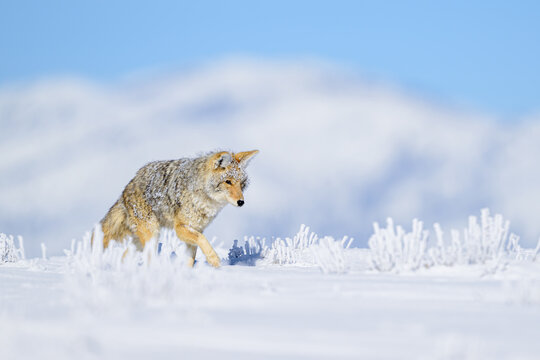 Hoarfrost Coyote Walking Beneath Snow Covered Mountains in Yello