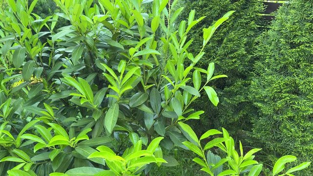 Gardener Inspecting Young Cherry Laurel Shoots in Garden Hedge