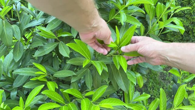 Gardener Inspecting Young Cherry Laurel Shoots in Garden Hedge