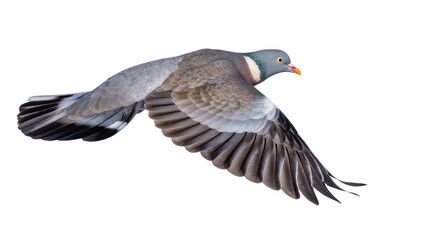 Fototapeta premium Wood pigeon bird in flight with wings spread