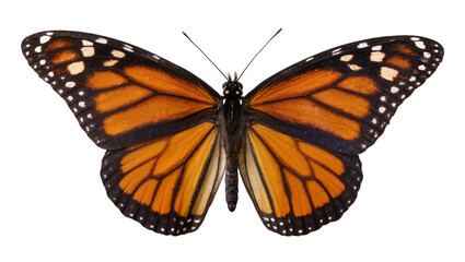 Monarch butterfly with orange black, and white wings © Maria