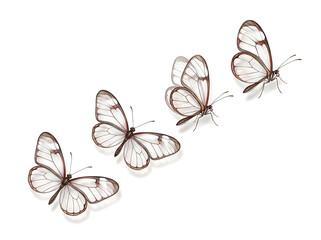 Fototapeta premium Four Ethereal Glasswing Butterflies Arranged Diagonally on Pure White Background