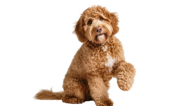 Fluffy brown poodle mix dog sitting with paw raised