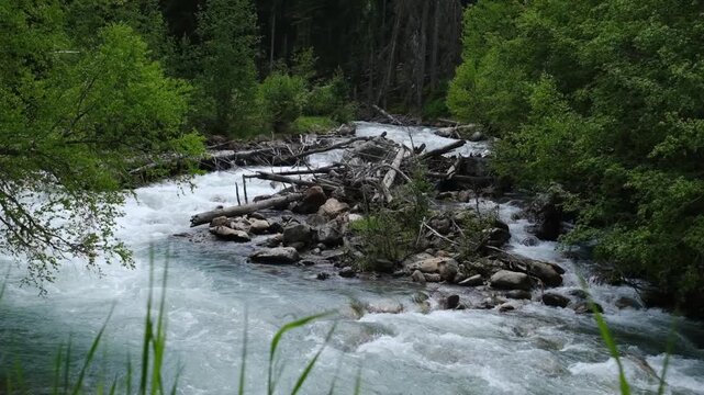River water flows over rocks and fallen logs, framed by vibrant green trees, creating a peaceful natural scene in a forested area