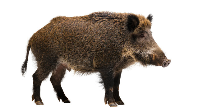 Wild boar male standing profile view
