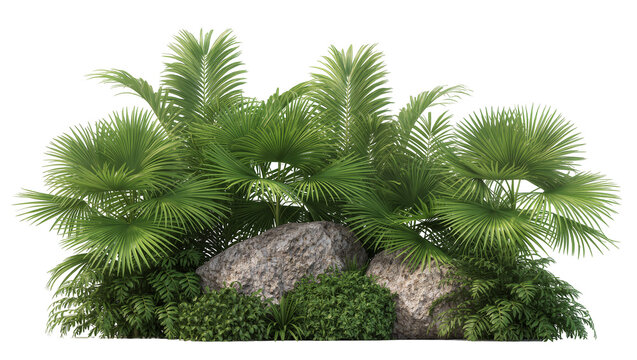 Lush green palm trees and bushes with rocks