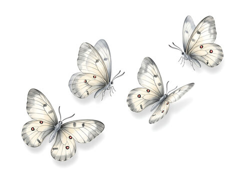  Four Ghostly White Parnassius Butterflies Arranged Diagonally on White Background