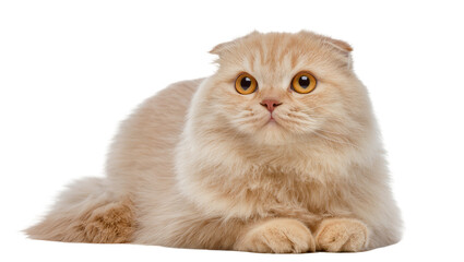 Cream Scottish Fold cat with large orange eyes © Maria