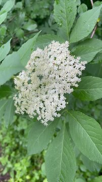 Fresh white elderberry blossoms in nature, Sambucus nigra flower, arc shot