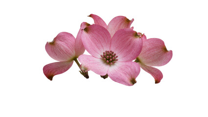 Obraz premium Pink Dogwood Flowers with Green Stems