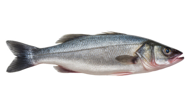 European sea bass fish whole raw fresh silver scales, pink gills