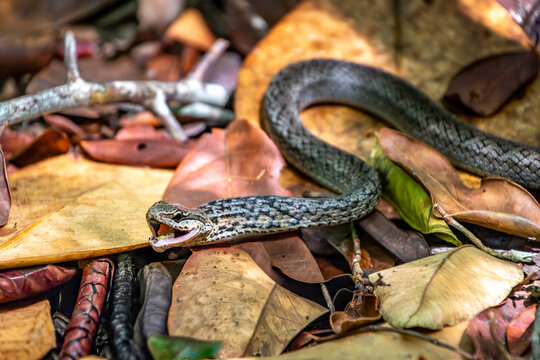 View of a snake with its mouth open slithering over dry fallen leaves on the forest floor at Primeval Forest National Park in Nassau, New Providence, The Bahamas.