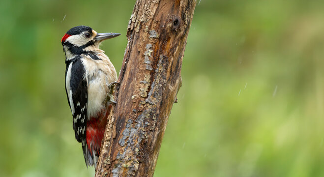 Great Spotted Woodpecker Clinging to Weathered Tree Trunk in Green Woodland Habitat
