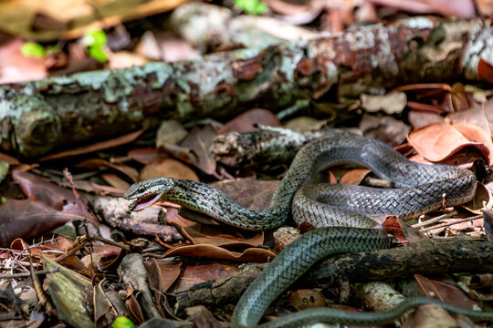 View of a snake slithering across the forest floor among dry leaves and branches in Primeval Forest National Park, Nassau, New Providence, The Bahamas.