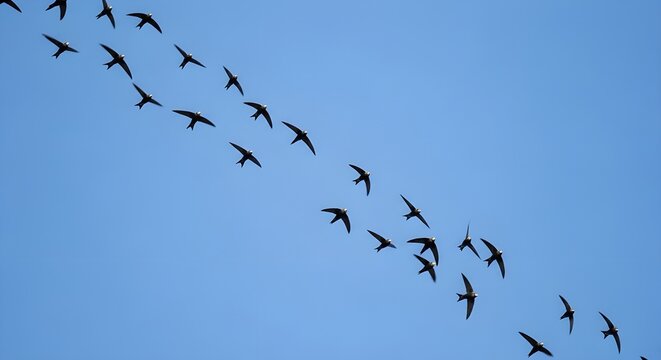 Common Swift High Sky Spiral Flight