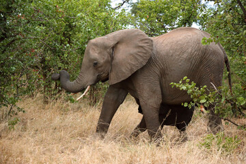 Fototapeta premium Afrikanischer Elefant / African elephant / Loxodonta africana