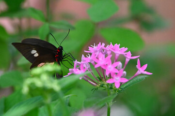 Naklejka premium Un papillon noir avec des taches rouges et blanches qui butine une fleur