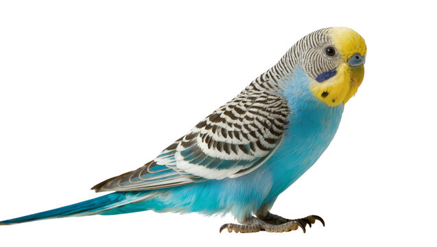 Blue and yellow budgerigar bird with striped wings