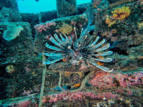 Red lionfish Pterois volitans swimming near rusted shipwreck bottom underwater wide angle photography of dangerous venomous marine fish species in tropical ocean