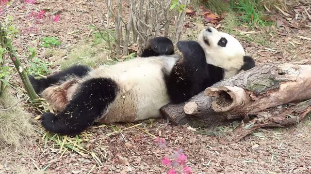 Happy Little Panda laying of the yard , eating Bamboo leaves, China