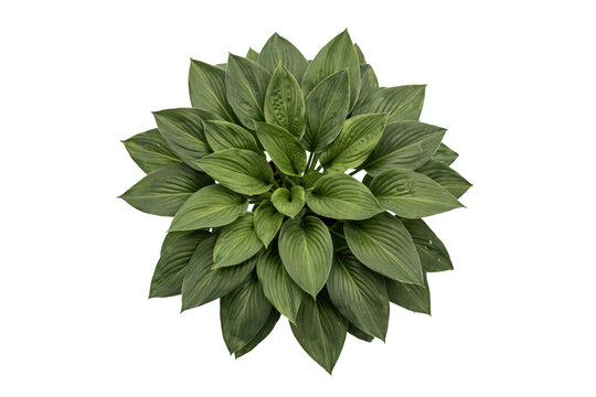 A top-down view of a lush green hosta plant with large, pointed, veined leaves arranged in a dense, symmetrical rosette pattern on white